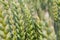 Ears of young green wheat. Amazingly beautiful endless fields of green wheat