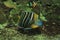 Earspot angelfish