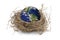 Earth in bird nest