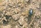 Earth boring dung beetle