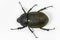 Earth-boring dung beetle