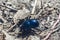 Earth-boring dung beetle