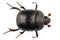 Earth-boring dung beetle species Geotrupes stercorarius