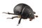 Earth-boring dung beetle species Geotrupes stercorarius