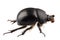 Earth-boring dung beetle species Geotrupes stercorarius