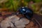 Earth-boring dung beetles