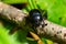 Earth boring dung beetles, Anoplotrupes stercorosus