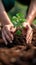 Earth care Person planting saplings, fostering environmental sustainability and growth