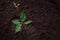 earth day background, shoe print on soil, broken green plant sprout