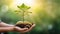 Earth Day. A woman\\\'s hand holds a tree seedling 1