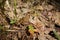 Earth frog brown frog sitting on dry foliage