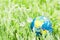 Earth globe on the grass. Save the nature. Enviroment. April 22 earth day theme. Summer day, concept of ecology and saving the