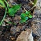 Earth, grass, wood and stone