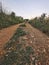 Earth Ground Dirt and Grass Natural Pathway