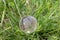 Earth planet symbol on background of green grass. Glass ball on nature backdrop. ecology concept, environment conservation