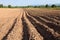 Earth ridges in a potato field