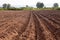 Earth ridges in a potato field