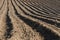 Earth ridges in a potato field in spring. Planting potatoes.