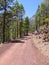 Earth road in pine forest