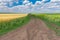 Earth road between ripe wheat and flowering rape seed fields near Dnipro cit
