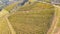 Earth`s line. A drone vertical perspective of the vineyards. Agricultural fields