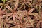 Earth Star Plant (Cryptanthus Bivittatus