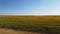 From earth to amazing sunflower plantation which will be sunflower seeds in a near future. Leon, Spain.