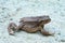 An earth toad walking over a gravel road