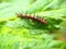 Earth-Toned Beauty: Captivating Brown Insect in Close-Up