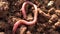 Earth worm, or rain worm Lumbricina, a suborder of small bristle worms from the order Crassiclitellata.