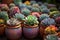 Earthen Elegance: Vibrant Succulents Thrive in a Pottery Haven, A Tapestry of Nature\\\'s Hues