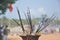 Earthen lamps and incense sticks in a temple with some flowers to worship lord Shiva