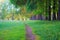 Earthen narrow walking path in park along row of trunks of larch trees near green grass on lawn at spring evening. Landscape.