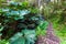 Earthen path with wooden steps