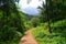 Earthen road through the jungle