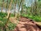 Earthen road through the rubber trees summer view