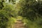 The earthen road towards nowhere in middle of dense forest