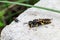 earthen wasp, large and small wasps, first summer wasp, , dangerous poisonous insects