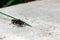 earthen wasp, large and small wasps, first summer wasp, , dangerous poisonous insects