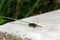 earthen wasp, large and small wasps, first summer wasp, , dangerous poisonous insects