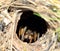 Earthen wolf spider in its hole deep underground. Close up. Lycosidae, Hogna. Horror.