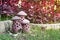 The earthenware mushroom in garden