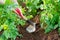 Earthing up of potato plants