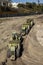 Earthmoving vehicles following each other while scrapping dirt