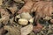 Earthstar, Geastrum fornicatum