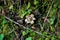 Earthstar Geastrum Triplex mushroom in forest underbrush.