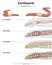 Earthworm Anatomy system template