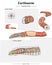 Earthworm Anatomy template