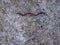 Earthworm Crawling Linear Shrug