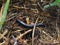 An earthworm in early spring